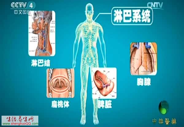 淋巴系统