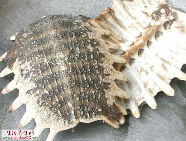 鳖甲胶的功效
