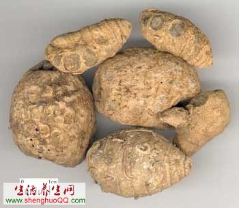 蓬莪术