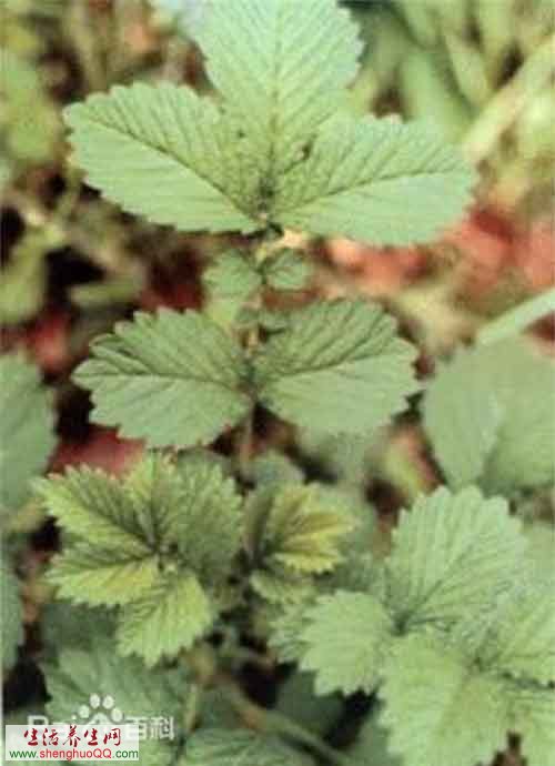 仙鹤草