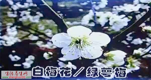  白梅花