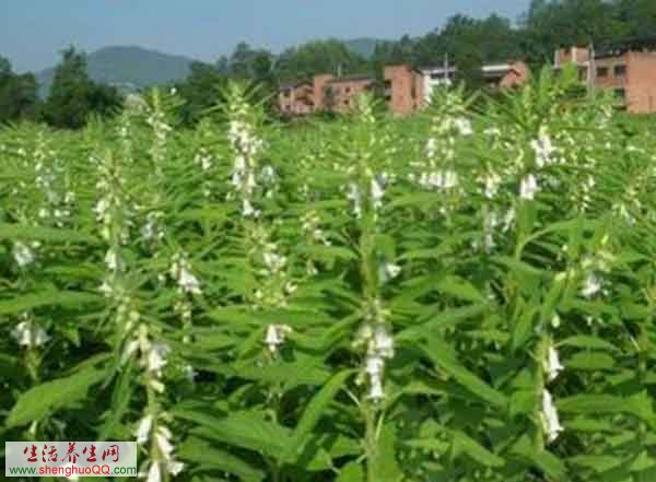 麻花-别名乌麻花