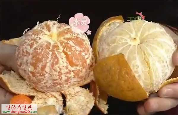 普通橘子与茶枝柑的区别