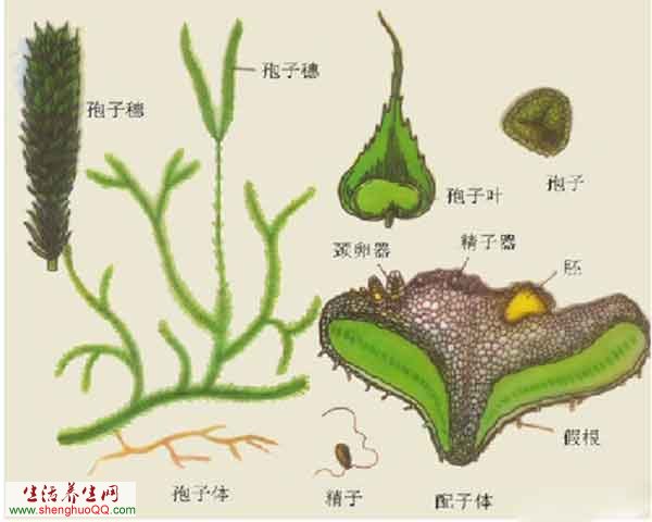 伸筋草的结构示意图