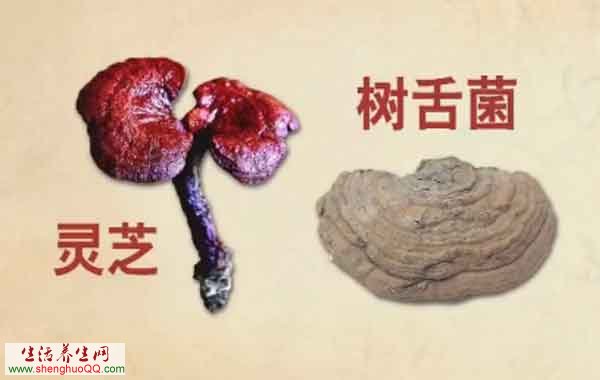 树舌与灵芝对比