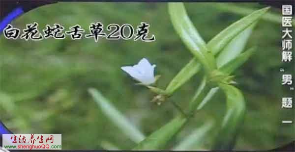 中药-白花蛇舌草