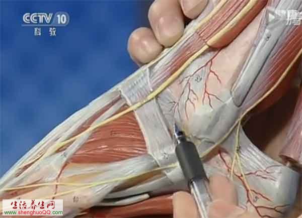 踝关节易发生易性损伤的部位