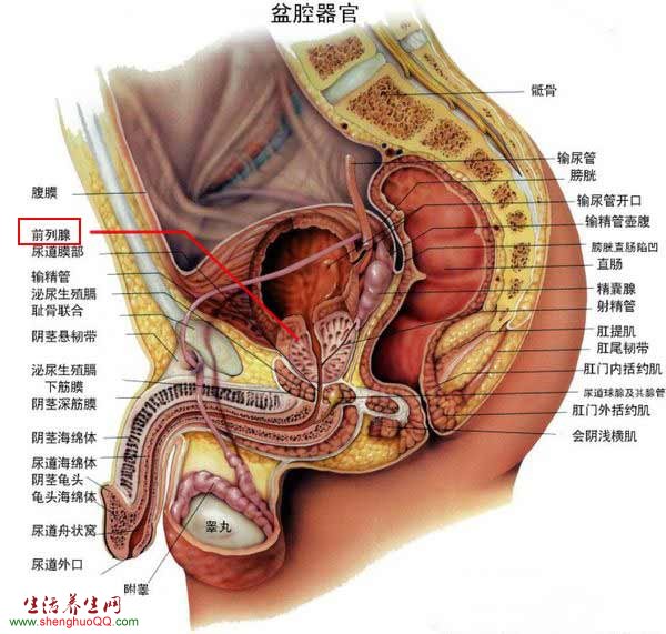 前列腺位置