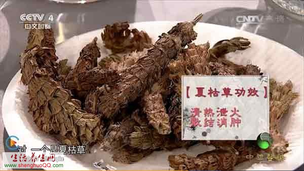 夏枯草