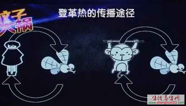 登革热的传播途径