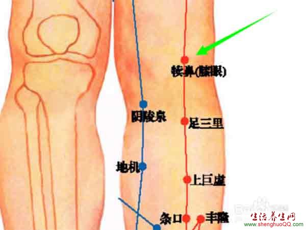 犊鼻穴位的位置