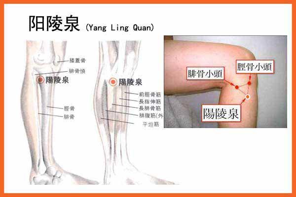 阳陵泉穴的位置