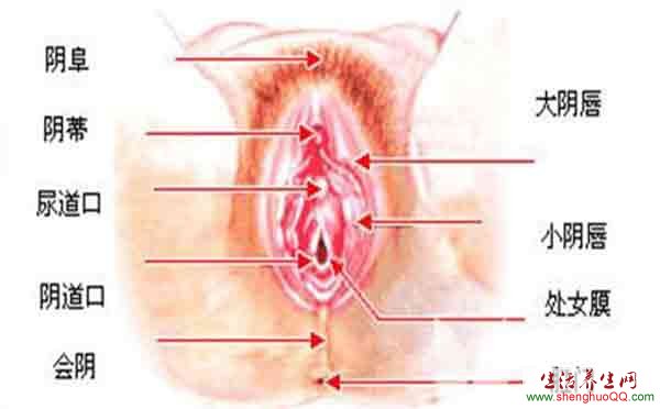 女性生殖器结构图