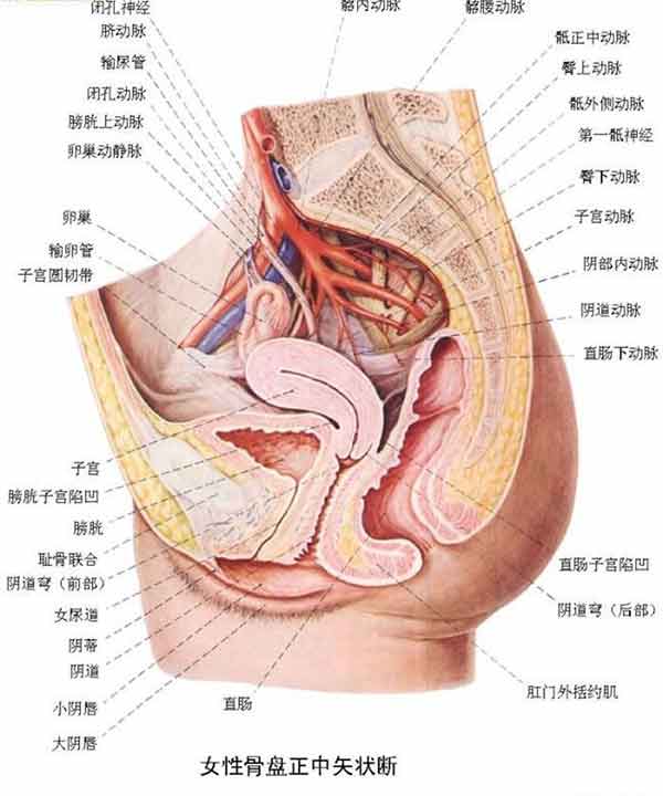女性生死器官解剖图