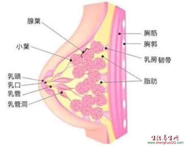女性的乳房结构