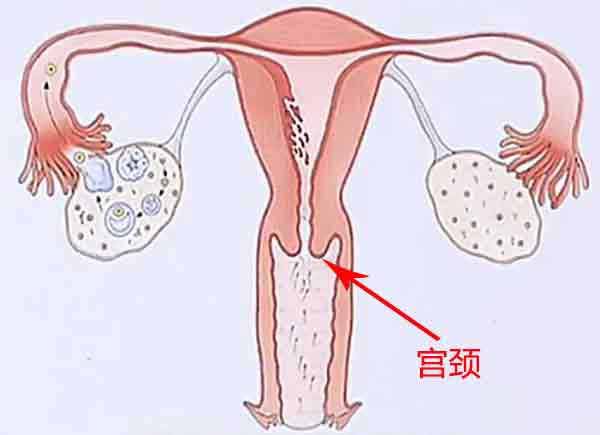 宫颈的结构