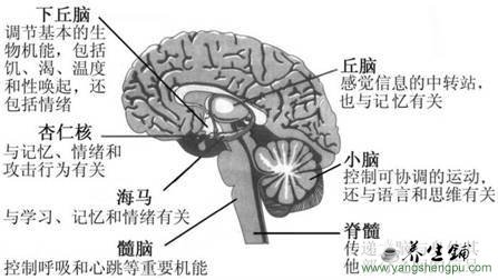 海马体的位置