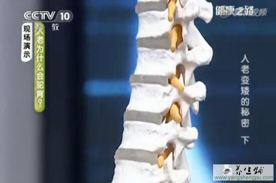 脊椎的结构图