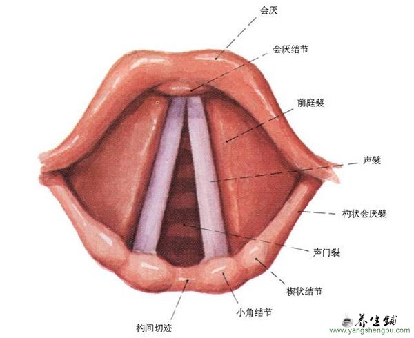 声带结构