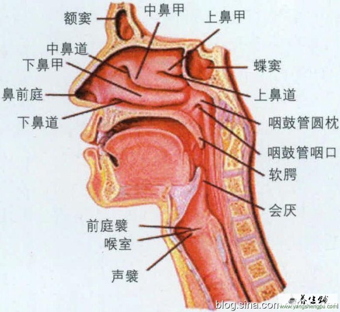 声带的位置