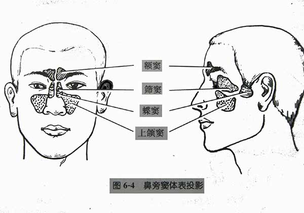 鼻窦的位置