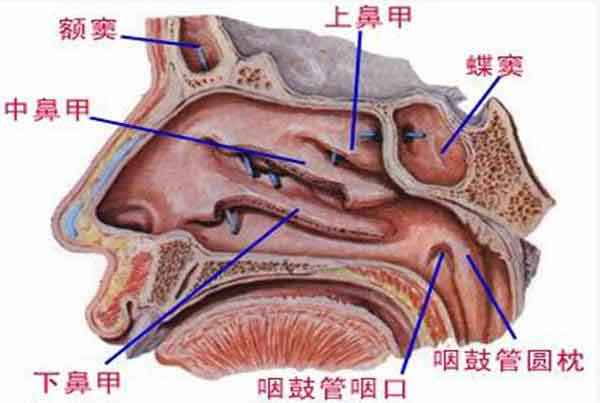 鼻窦位置的解剖图