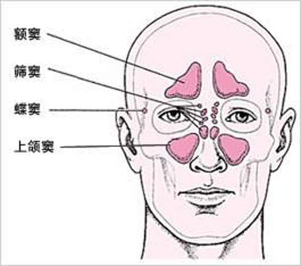 鼻窦的位置