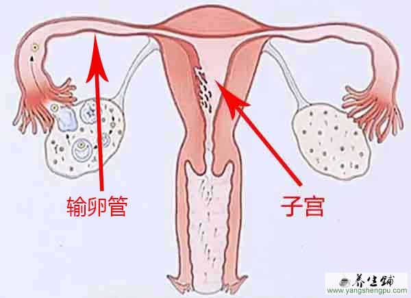 子宫的结构图