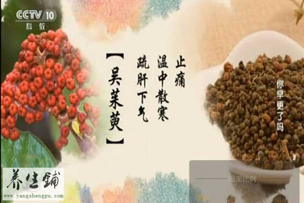 吴茱萸