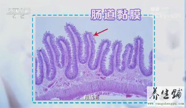 肠道黏膜