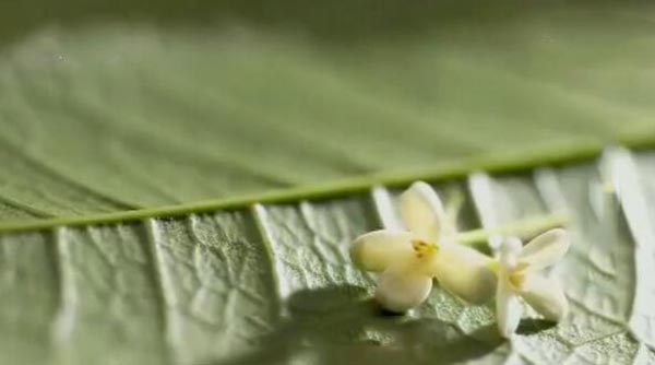 桂花的功效与作用