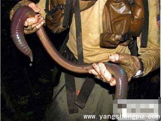 巨型蚯蚓