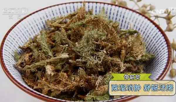 伸筋草的作用