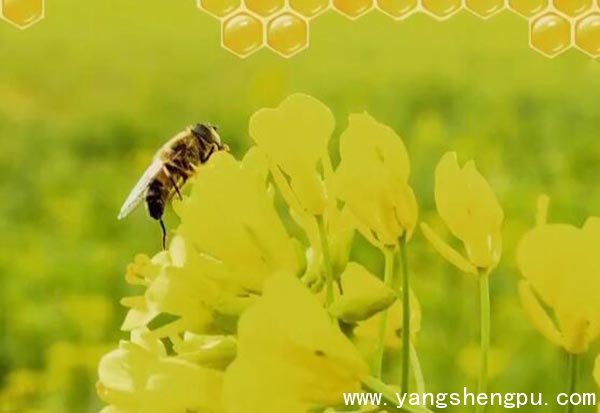 蜜蜂采多少花才能得到1kg蜂蜜