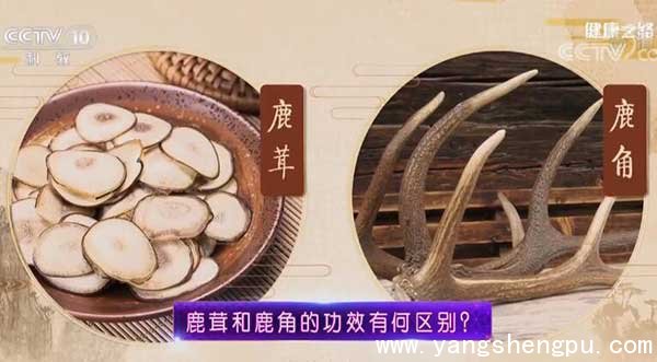 鹿茸与鹿角