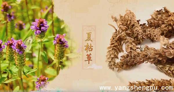 夏枯草