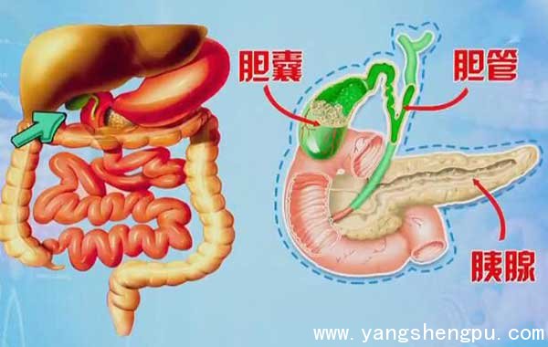 胆囊胆管和胰腺的位置