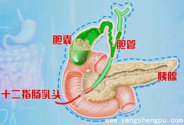 十二指肠乳头的位置