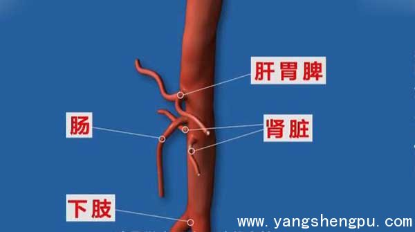 主动脉上的多根分支