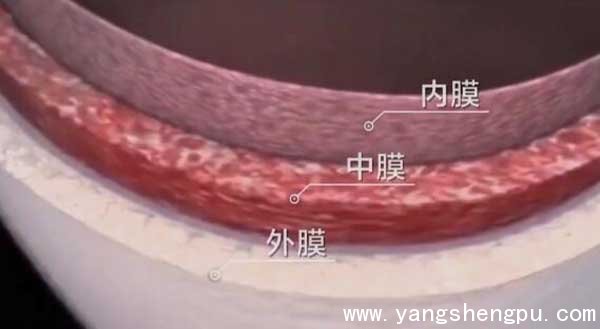 主动脉的管壁结构