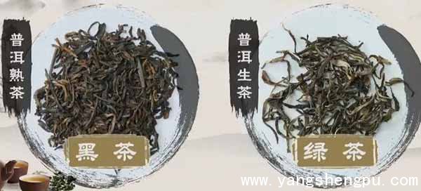 普洱生茶与普洱熟茶