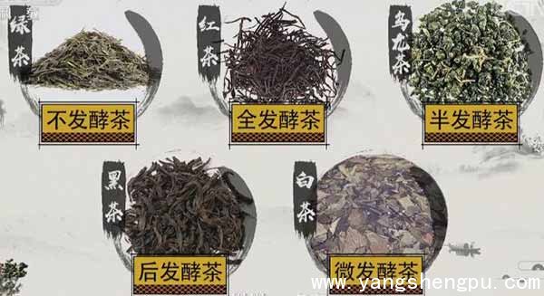 各种茶叶的发酵程度