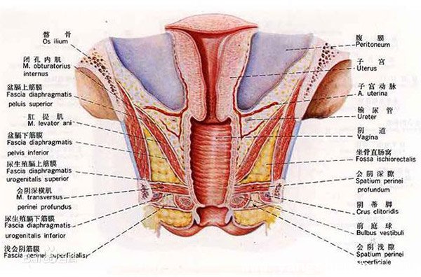女性生殖器-真人图