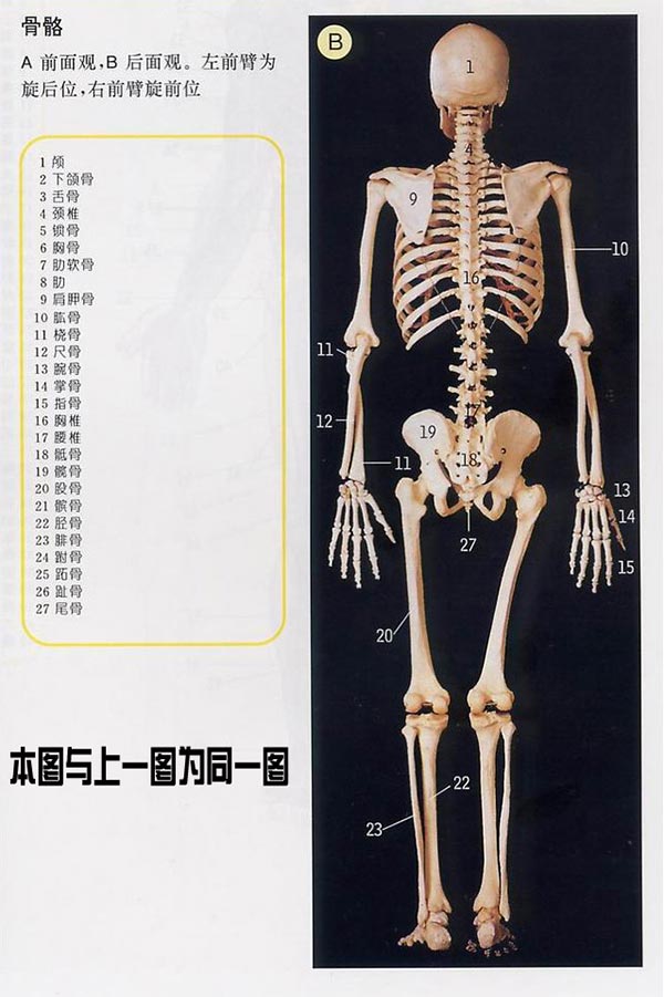 人体骨骼后视图