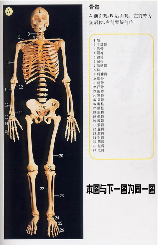 人体骨骼前视图