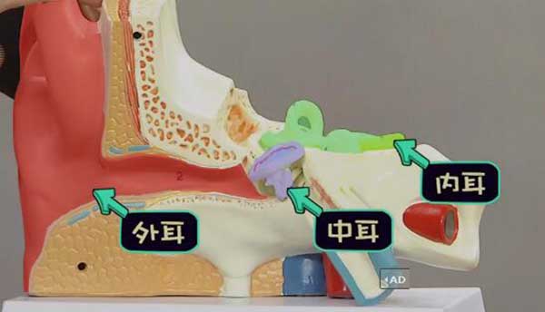 耳朵的结构