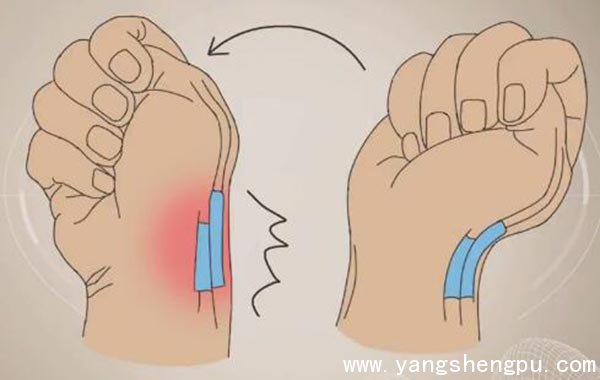 腱鞘的位置及受力