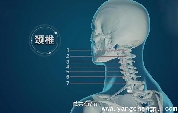 颈椎的位置结构www.caidaoke.com