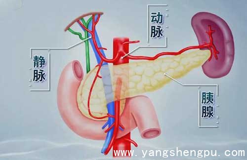 胰腺癌周围的血管