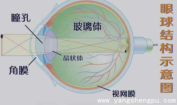 视网膜的位置